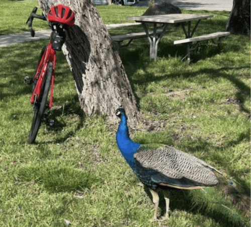 Spring_Moxie03_2025 A peacock eager to join the ride